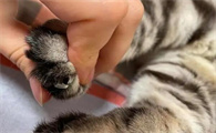 指甲猫真的存在吗