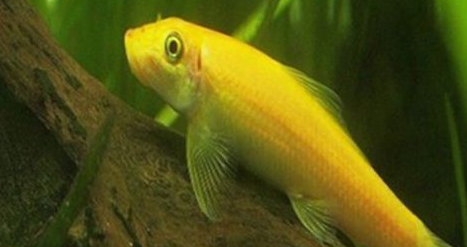 金苔鼠要死前兆 金苔鼠要死前兆