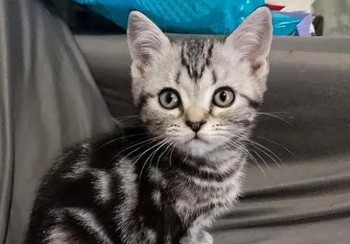 美短虎斑猫价格图片