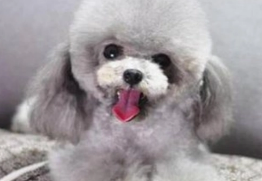灰泰迪幼犬从几个月开始变成灰色 灰泰迪幼犬从几个月开始变成灰色