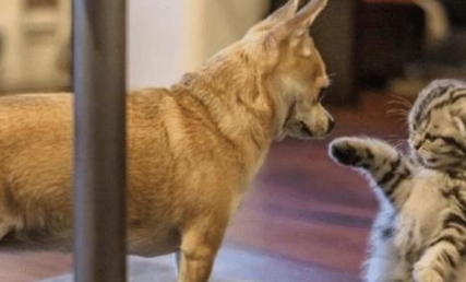 吉娃娃瞪大眼睛偷偷靠近猫，但主人以为会发生意外，但狗脸红了