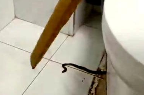 小区有人饲养上百条蛇，逃散至居民家中