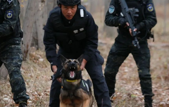 又飒又勇!野外拉练促实战 警犬特警练兵忙 又飒又勇!野外拉练促实战 警犬特警练兵忙
