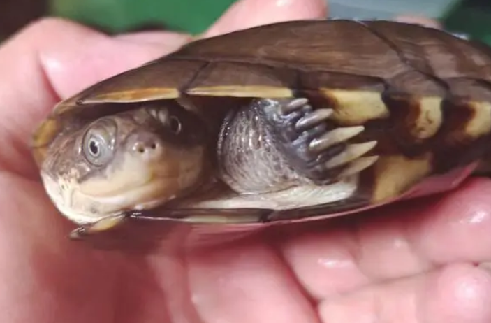 沼泽侧颈龟保护级别