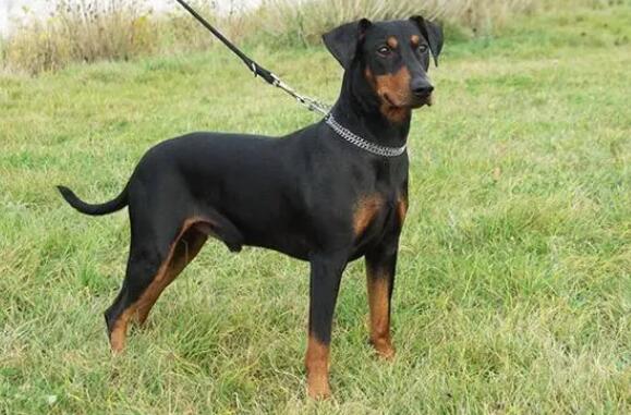 德国迷你宾莎犬AKC标准