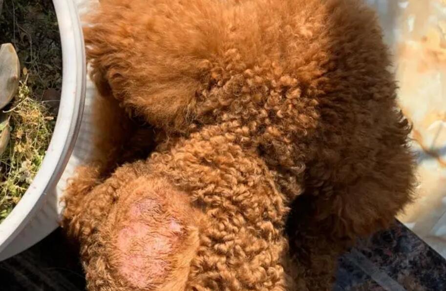 泰迪狗身上有结痂是不是皮肤病