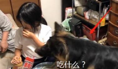德牧是网友第3个“孩子”,爱跟姐姐抢零食,谁还不是宝宝呢 德牧是网友第3个“孩子”,爱跟姐姐抢零食,谁还不是宝宝呢