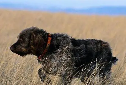 指示犬的种类及特征