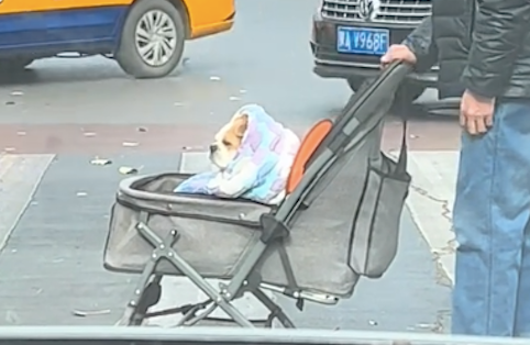大叔推婴儿车过马路，还以为是孙子，仔细一看竟是裹着毯子的狗狗
