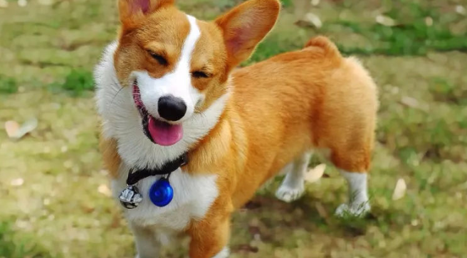 柯基是小型犬还是中大型犬