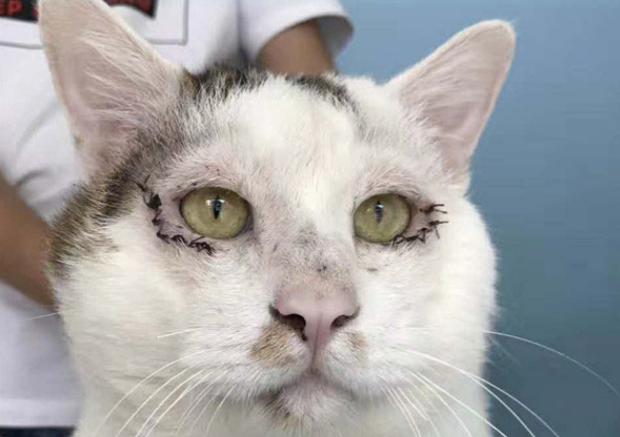 成都有只“割双眼皮”猫一跃成网红，宠物医生：是做矫正手术1