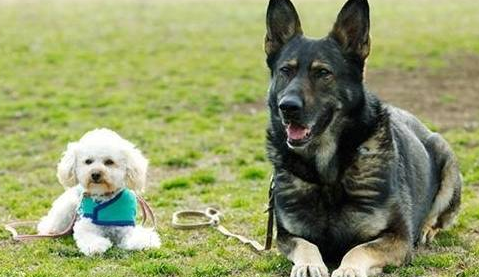 贵宾犬曾被虐又被遗弃,险些被人安乐死,被人拯救后变身成为警犬 贵宾犬曾被虐又被遗弃,险些被人安乐死,被人拯救后变身成为警犬