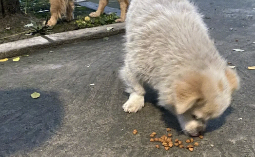 文明养犬,也要文明治犬 文明养犬,也要文明治犬