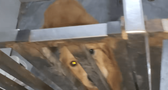 主人拿不出500块钱，身处宠物店的阿拉斯加犬活得还不如一条流浪狗