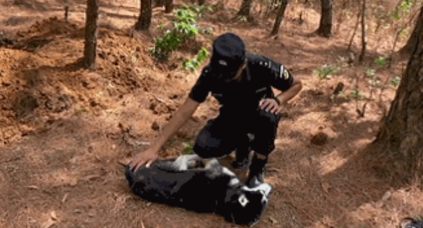 火遍全网的“警犬二哈”突然离世,特警:它是被人害死的! 火遍全网的“警犬二哈”突然离世,特警:它是被人害死的!