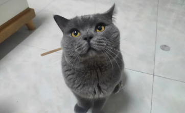 蓝猫宠物店一般多少钱 蓝猫宠物店一般多少钱