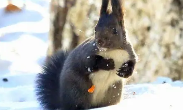 为什么不建议养雪地松鼠