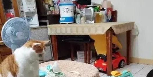 “同样一只猫,在流浪街头时,与被收养后表现的判若两猫” “同样一只猫,在流浪街头时,与被收养后表现的判若两猫”