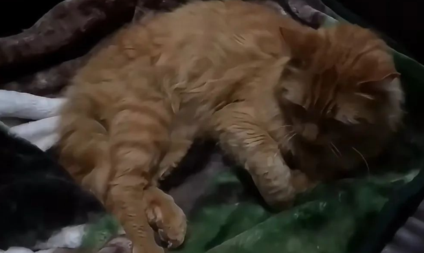 零下30°的夜晚,流浪猫饥寒交迫的去人类家庭讨要食物 零下30°的夜晚,流浪猫饥寒交迫的去人类家庭讨要食物