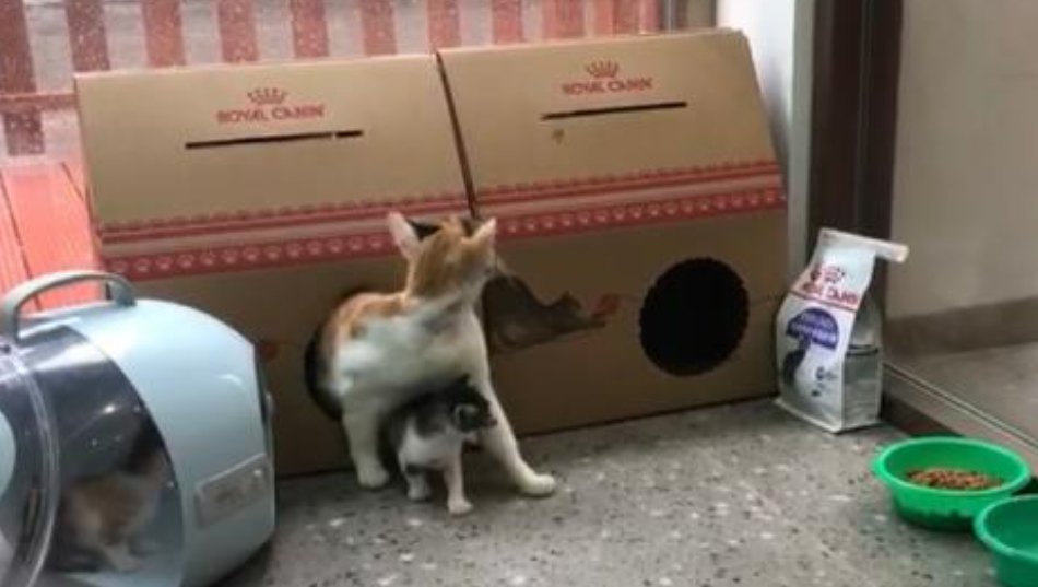猫妈妈和三只小猫台风天获救，这里成为临时“避风港”