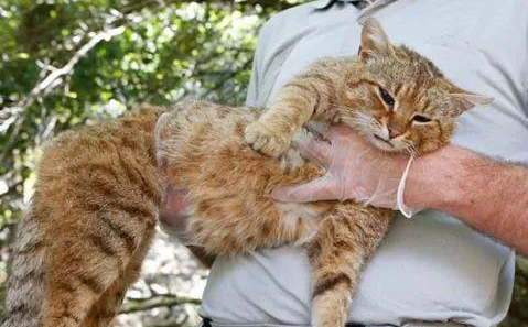 这只看上去其貌不扬的橘猫，居然就是传说中的猫狐