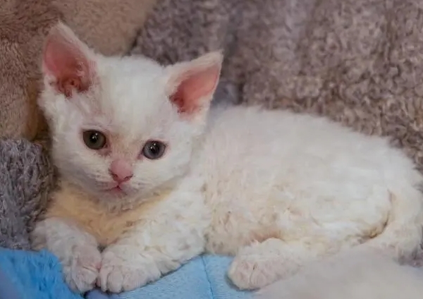 侏儒猫长什么样子照片 侏儒猫长什么样子照片
