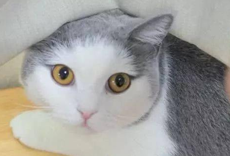 猫咪因颜值走红,小时候不起眼,长大后随便一眼都能萌化人心 猫咪因颜值走红,小时候不起眼,长大后随便一眼都能萌化人心