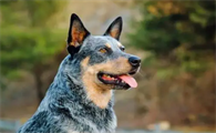 牧牛犬有哪些品种