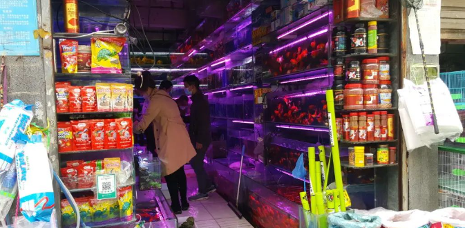 成都青石桥花鸟市场“归来”:鱼龟花易购,猫狗鸟难寻 成都青石桥花鸟市场“归来”:鱼龟花易购,猫狗鸟难寻
