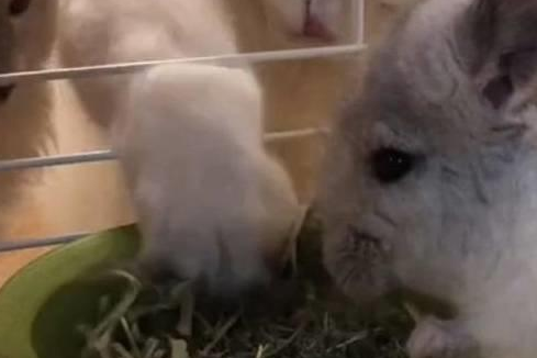 龙猫：放下我的食物！喵：这么小气干嘛？吃你一颗草而已