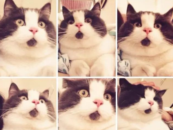 惊讶猫辟谣:我为什么惊讶? 惊讶猫辟谣:我为什么惊讶?