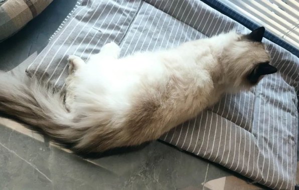 猫咪总是留几粒粮在碗里不吃，是想表达什么？