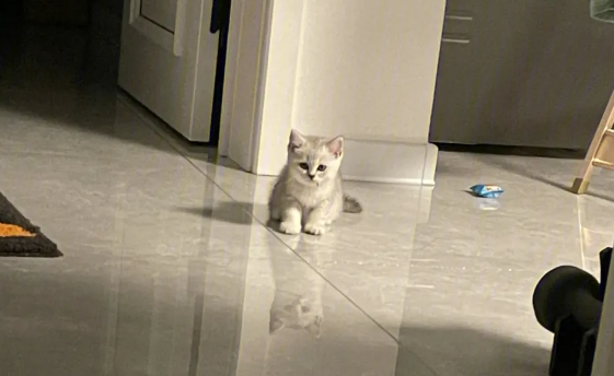 猫咪爱“串门”，邻居户外空调架成了“游乐场”