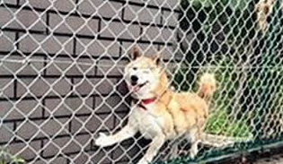 一只爱钻洞的柴犬，洞中看世界更美好吗？太可爱了