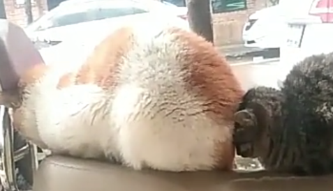 橘猫睡觉被黑猫“跟踪”,橘猫:你啥时候来的,黑猫:别“放屁” 橘猫睡觉被黑猫“跟踪”,橘猫:你啥时候来的,黑猫:别“放屁”