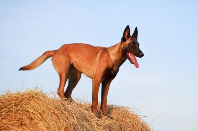 红马犬幼犬多少钱一只