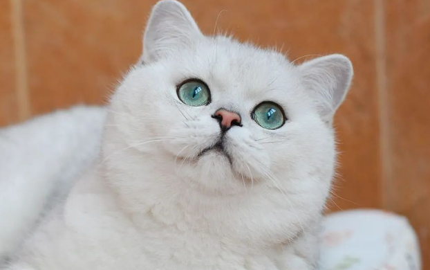 年度最受欢迎的十大猫咪品种,第1名你养过吗? 年度最受欢迎的十大猫咪品种,第1名你养过吗?
