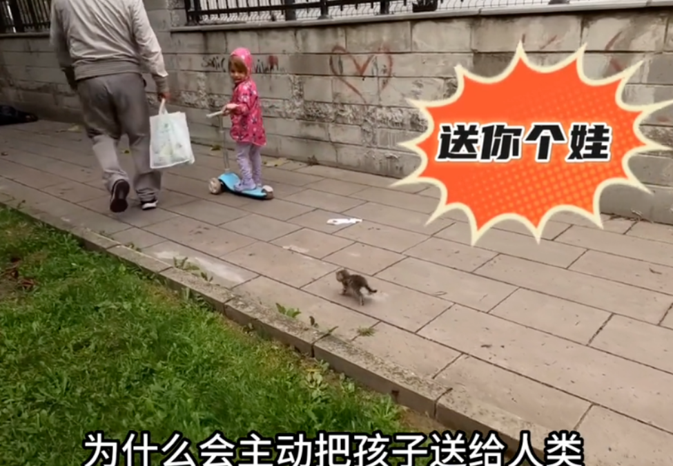 流浪猫妈妈，为什么会主动把孩子送给人类？