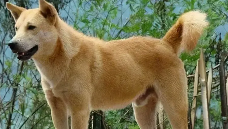 中华田园犬的电影最新
