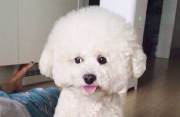比熊剃完毛后性情大变