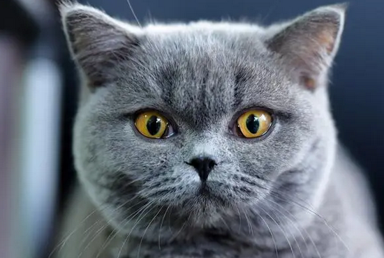 猫咪吭哧像呛到是怎么回事?快进来看看吧! 猫咪吭哧像呛到是怎么回事?快进来看看吧!