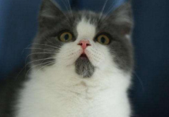 肖战养的是哪种猫