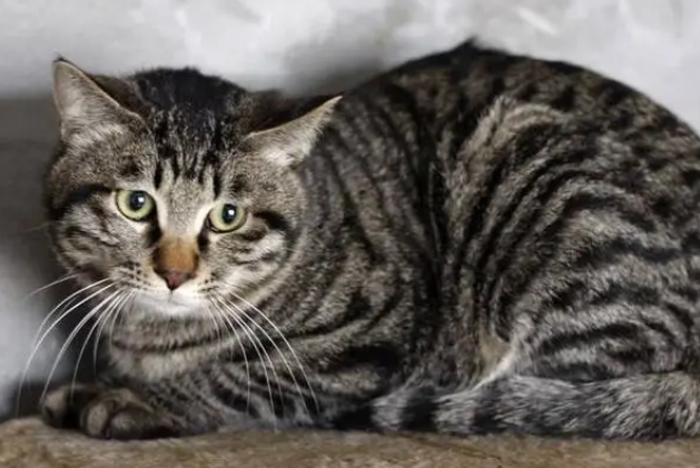 狸花猫和虎斑猫的区别