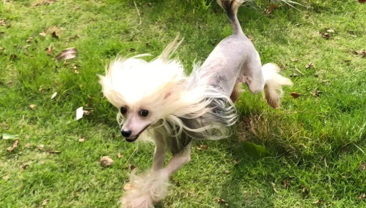 冠毛犬的喂食要点 爱吃新鲜的蔬菜