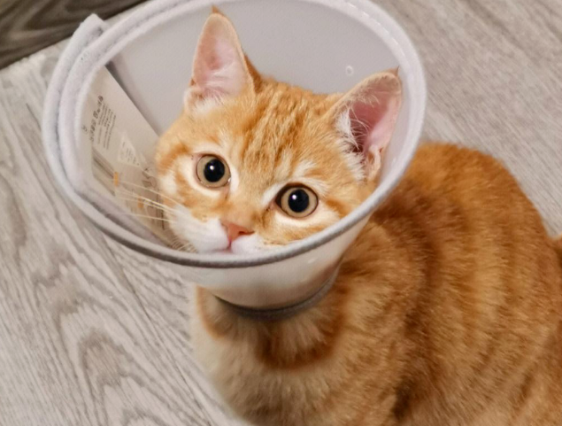 猫界“最不臭”的6种猫，几个月不洗澡，身体还是香香的！