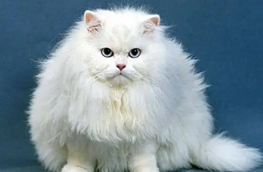 波斯猫吃什么