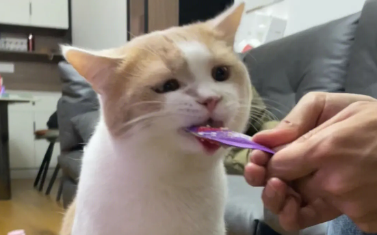 自制肉泥被猫嫌弃伪装猫条炫了4根