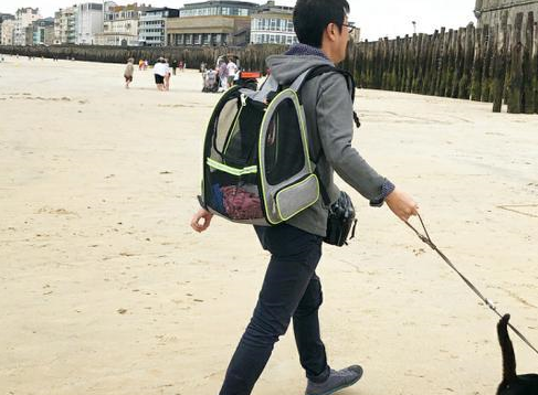 奶牛猫陪着主人环球旅行，主人默默背着猫砂，网友：别人家的猫