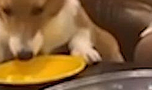 云南玉溪:一女子带她的爱犬与朋友上餐厅就餐 云南玉溪:一女子带她的爱犬与朋友上餐厅就餐
