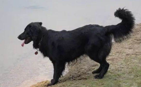 五种寻回犬，你绝对只知道其中两种